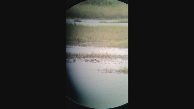 Asian Dowitcher - ML287948621