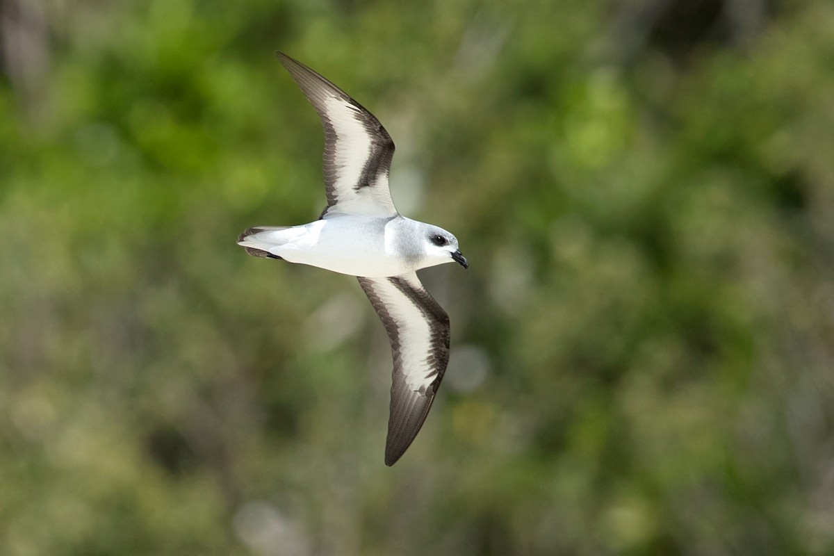 Black-winged Petrel - David Irving