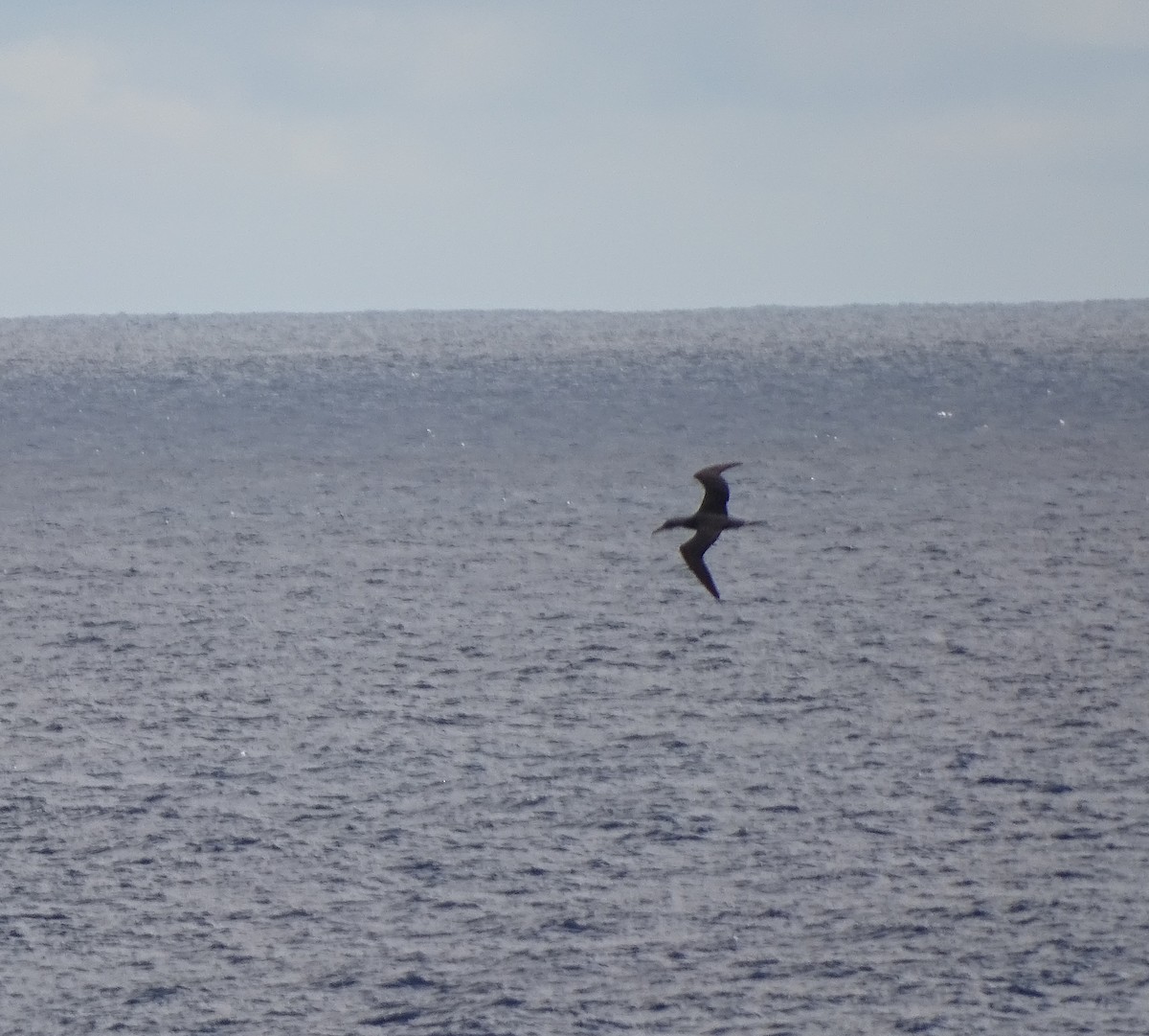Northern Gannet - ML287949921