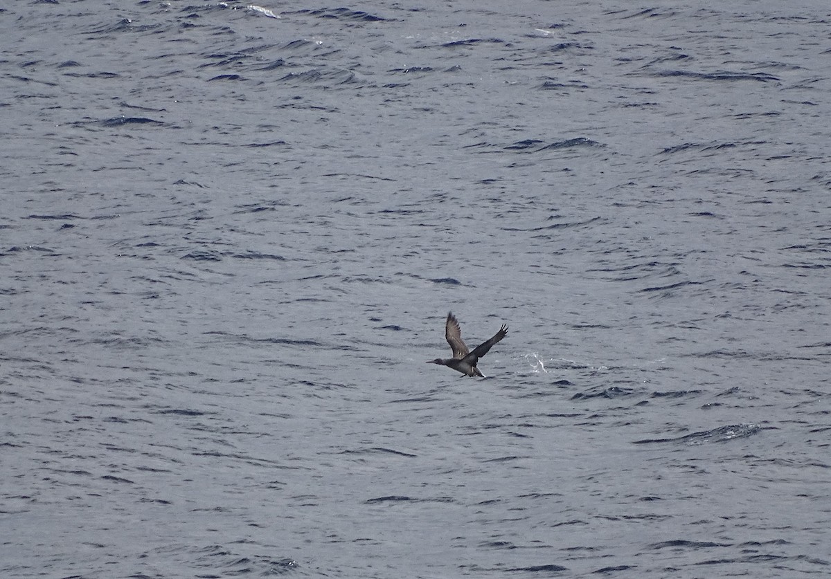 Northern Gannet - ML287949961