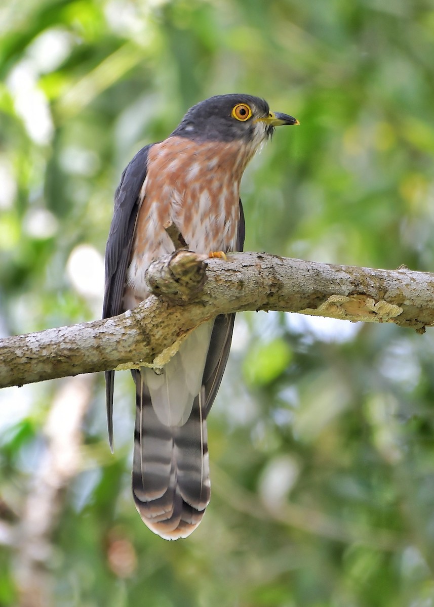 Hodgson's Hawk-Cuckoo - Wai Loon Wong