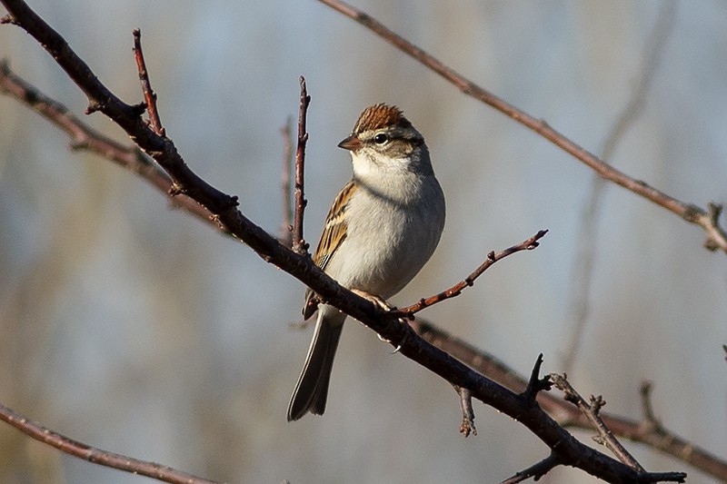 Chipping Sparrow - ML287951121