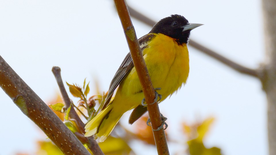 Baltimore Oriole - ML28795231