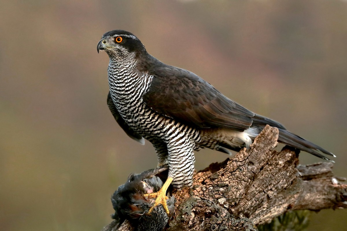 Eurasian Goshawk - ML287954581