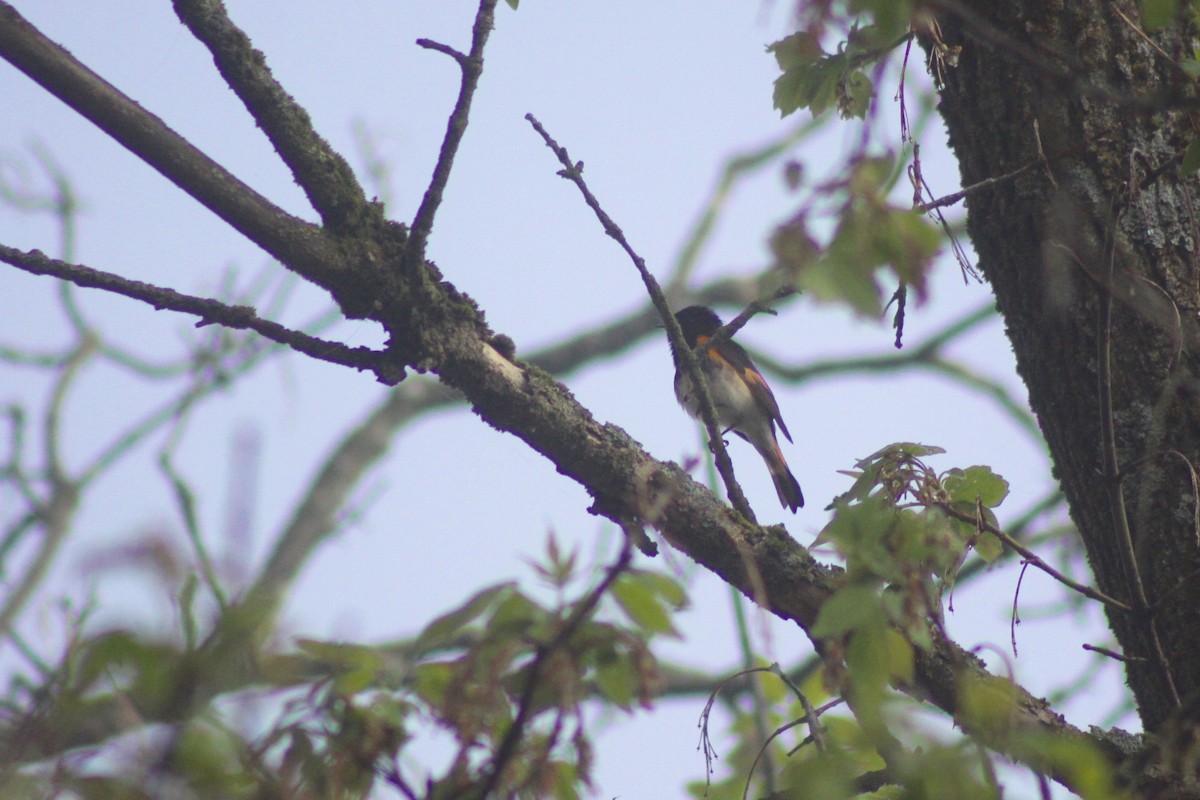 American Redstart - ML28795631