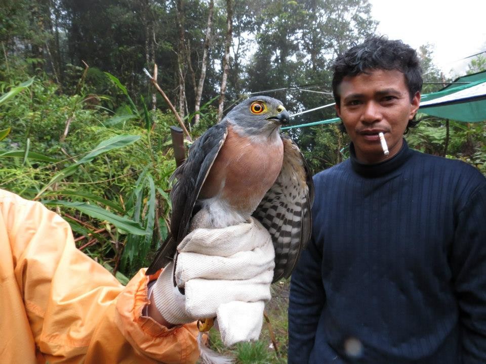 Small Sparrowhawk - ML287956831