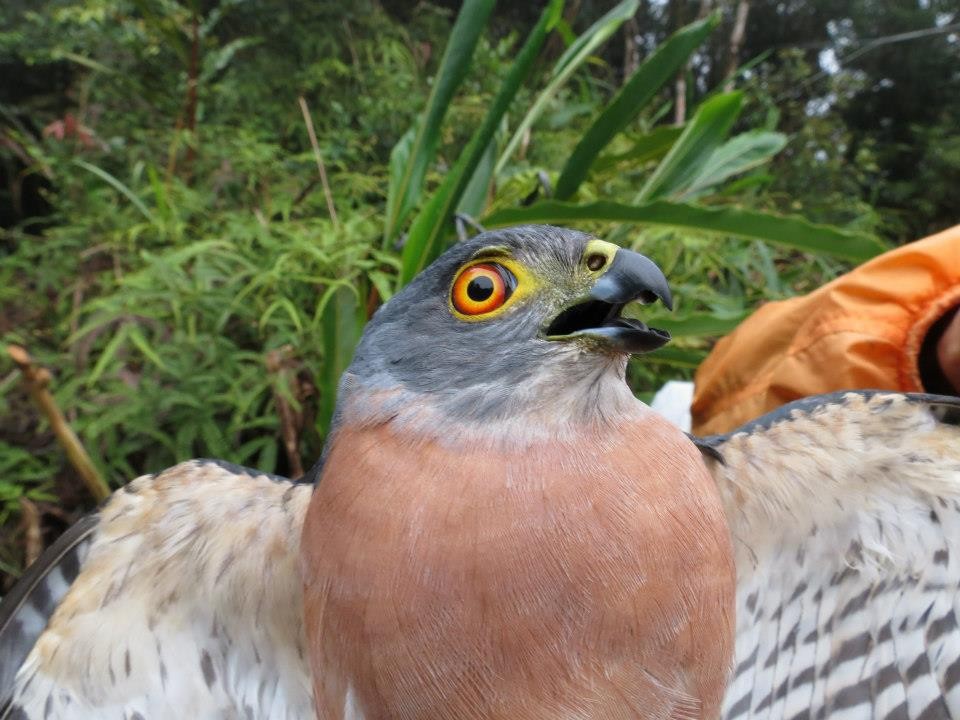 Small Sparrowhawk - ML287956841