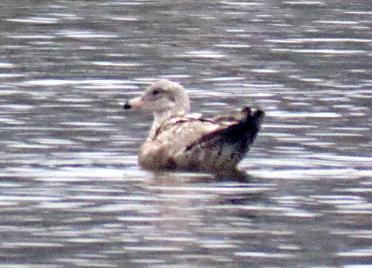 Herring Gull - ML287957761