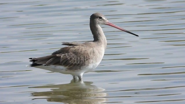 Black-tailed Godwit - ML287957971