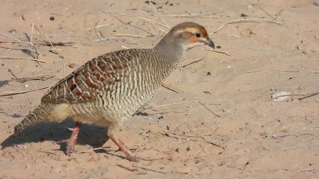 Gray Francolin - ML287957991