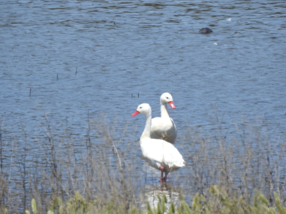 Coscoroba Swan - ML287958271