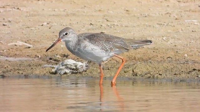 Common Redshank - ML287958481