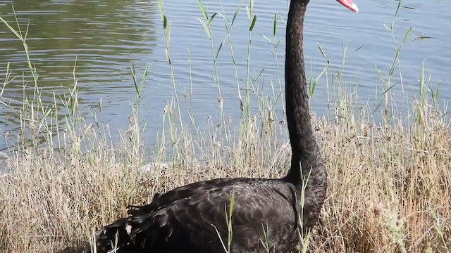 Black Swan - ML287959191