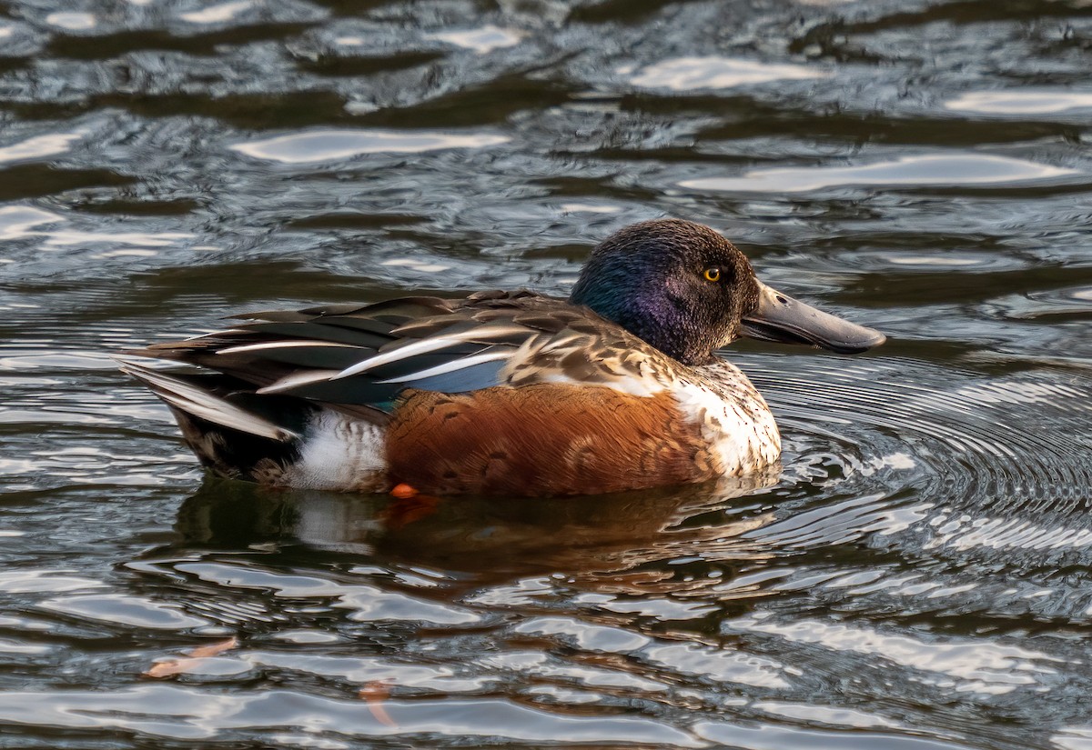 Northern Shoveler - Ryan McGrady