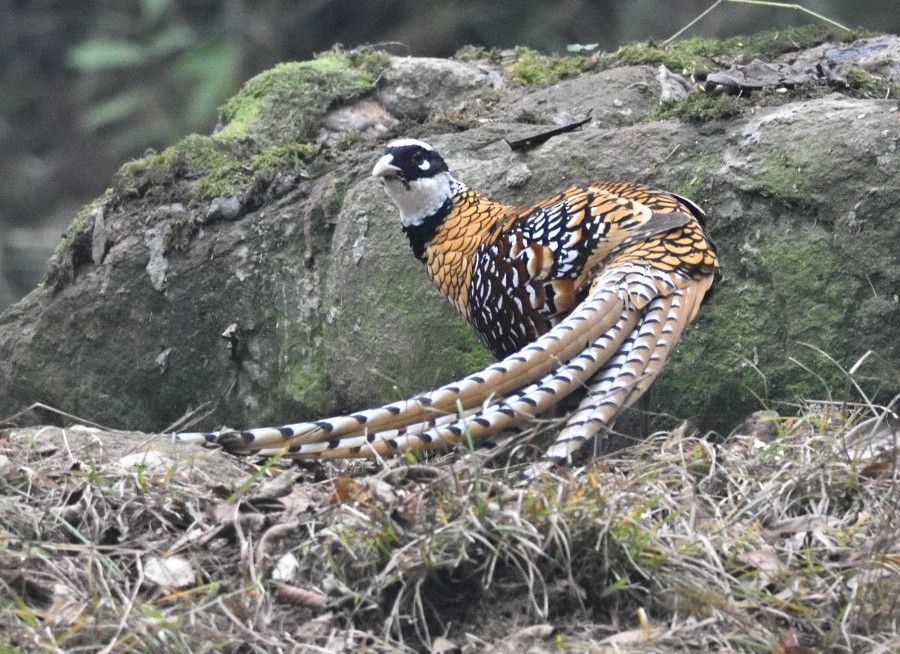 Reeves's Pheasant - ML287960691