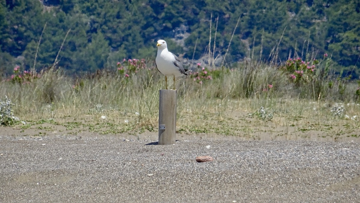 Armenian Gull - ML287962361