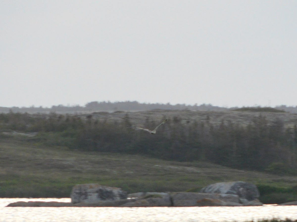 kalous pustovka - ML287962921