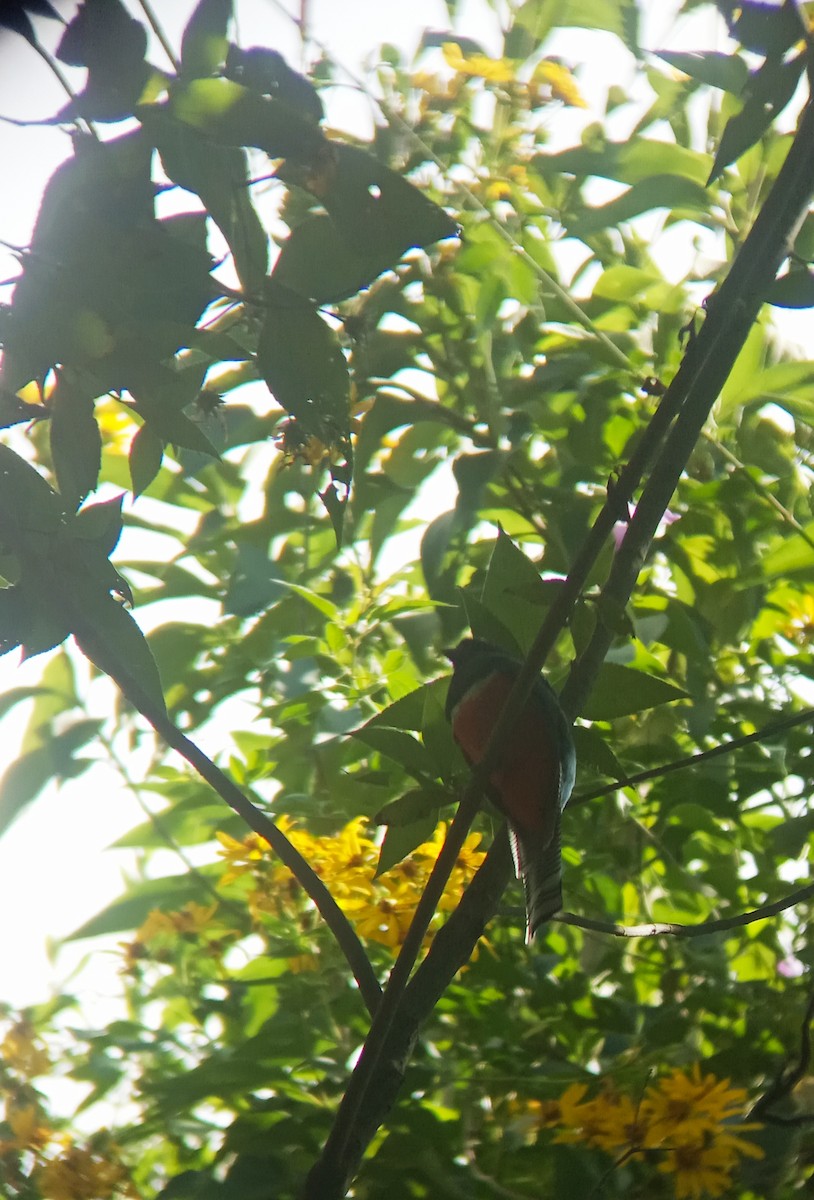 Collared Trogon - Giselle Montezuma