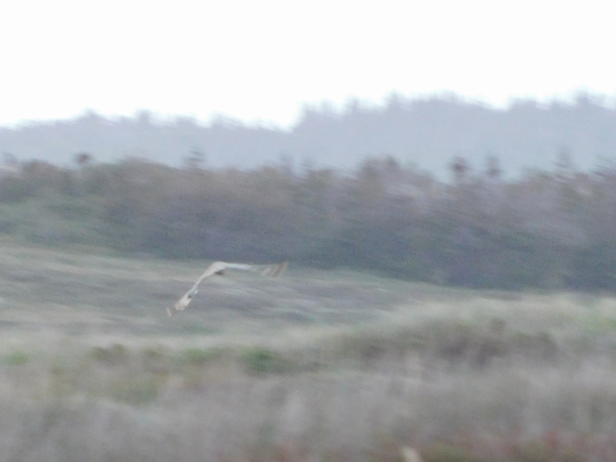 Short-eared Owl - ML287963081