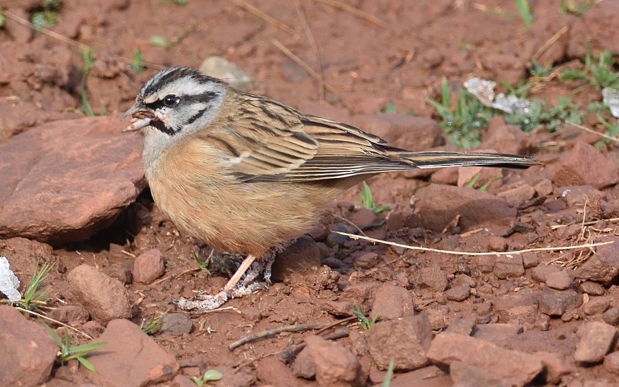 Rock Bunting - Clayton Burne