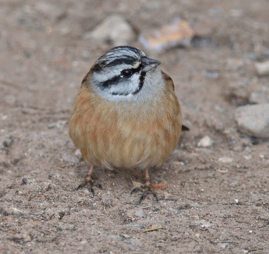 Rock Bunting - Clayton Burne