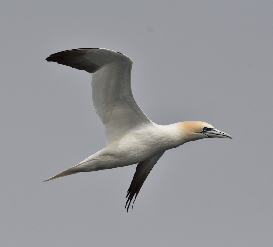 Northern Gannet - Clayton Burne