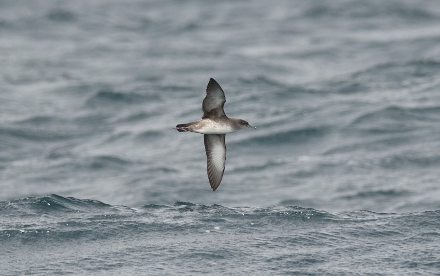 Balearic Shearwater - Clayton Burne