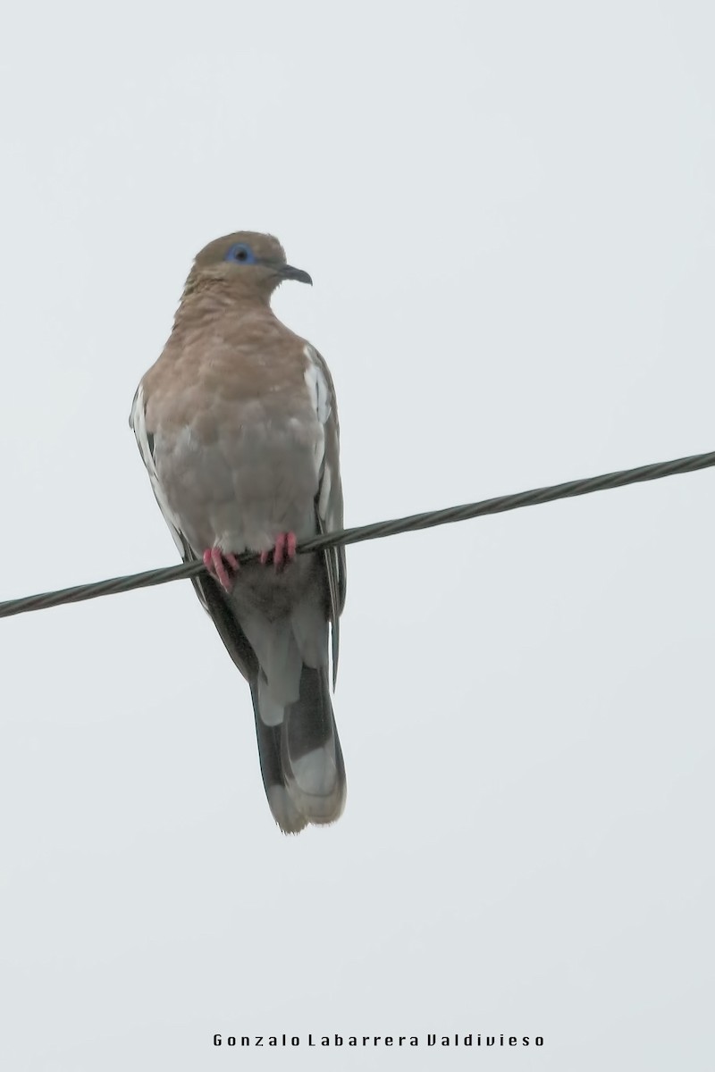 West Peruvian Dove - ML28796391