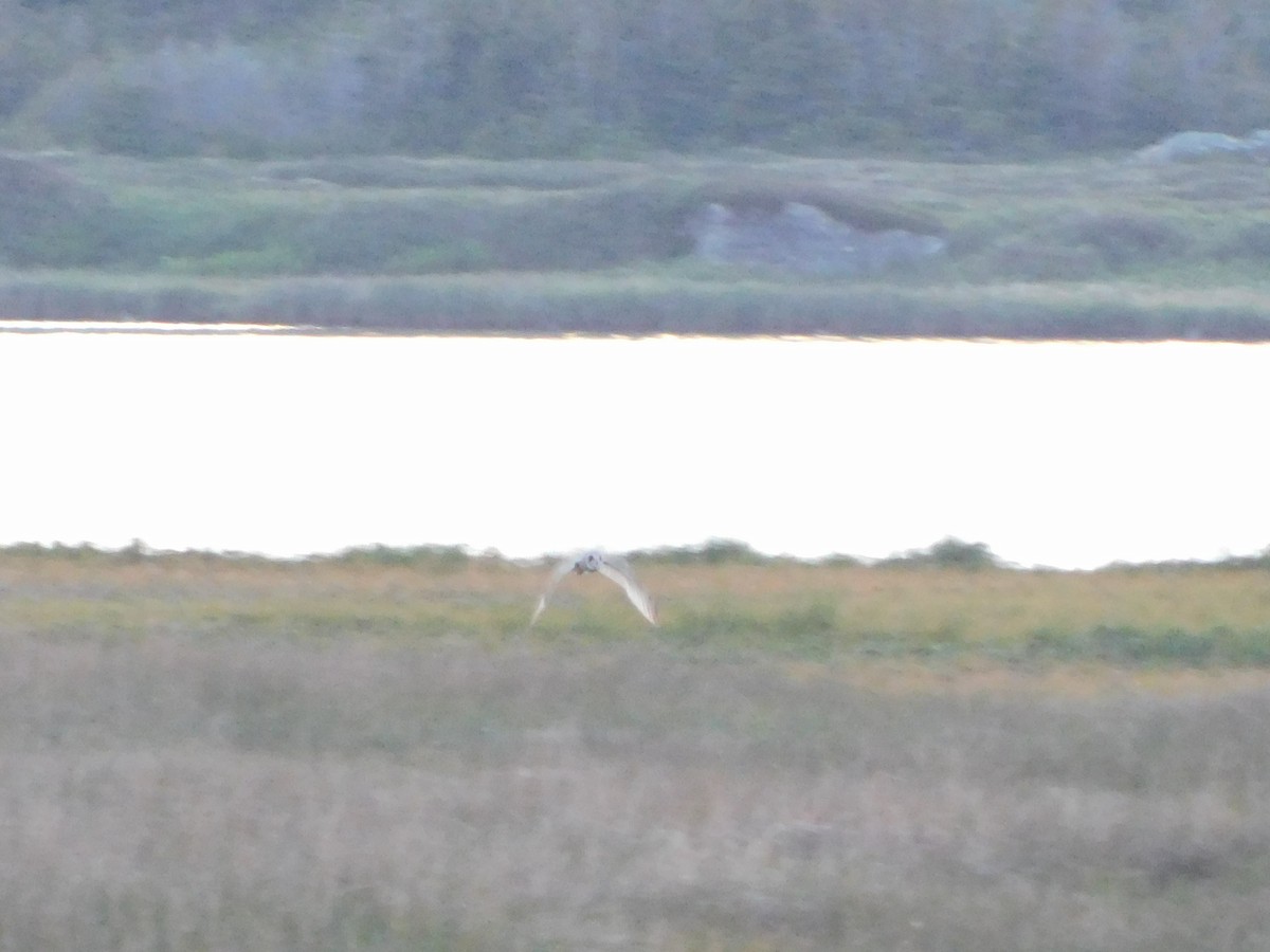 Short-eared Owl - ML287964111