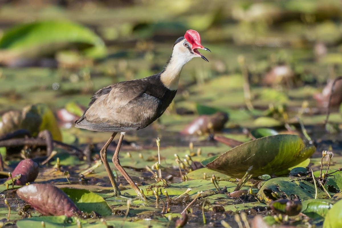 Comb-crested Jacana - ML287965371