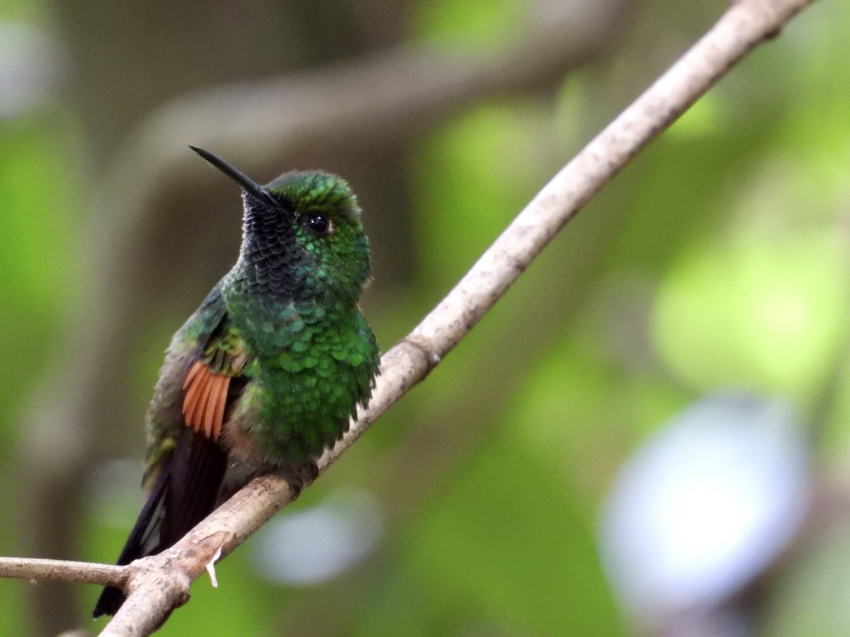 Stripe-tailed Hummingbird - Hugo Orellana