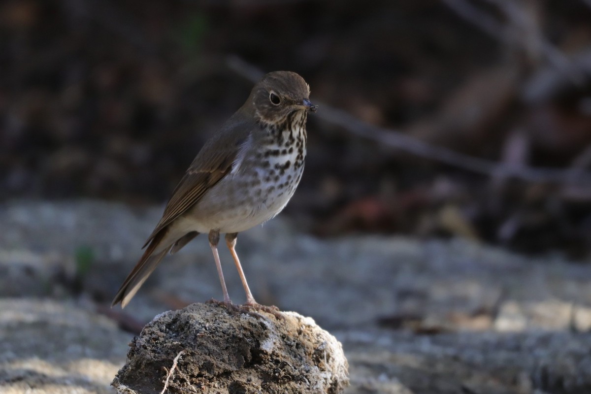 Hermit Thrush - ML287970241