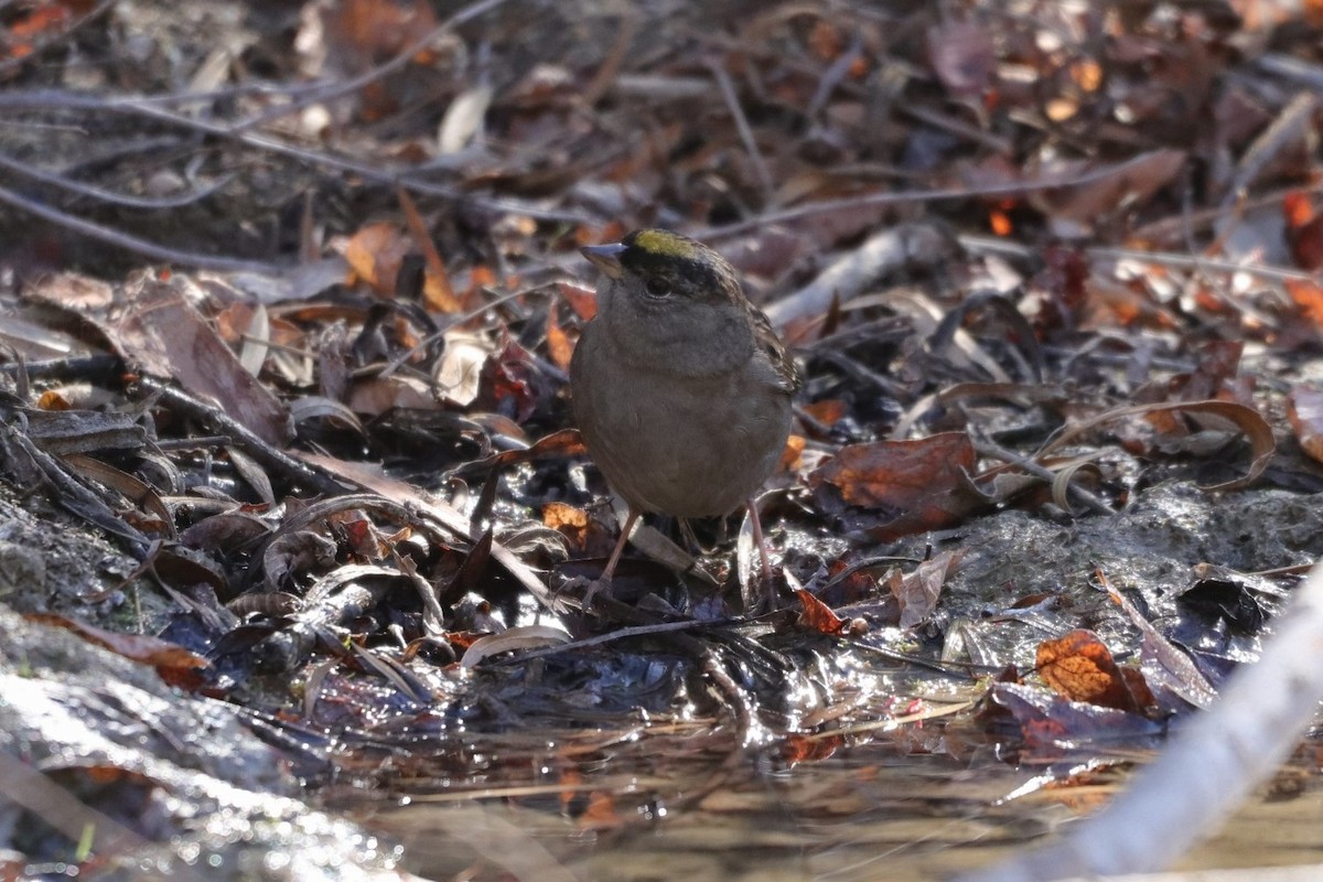 Golden-crowned Sparrow - ML287970301