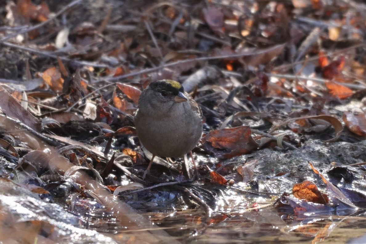 Golden-crowned Sparrow - ML287970441