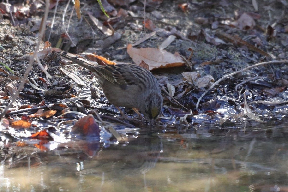 Golden-crowned Sparrow - ML287970461