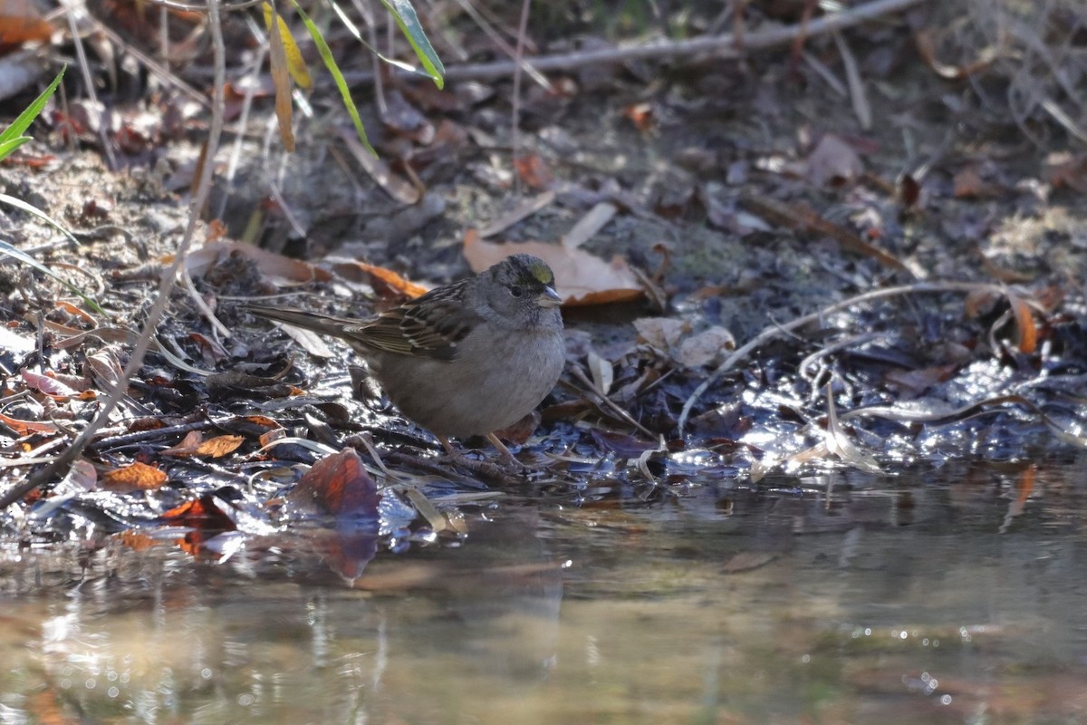 Golden-crowned Sparrow - ML287970481