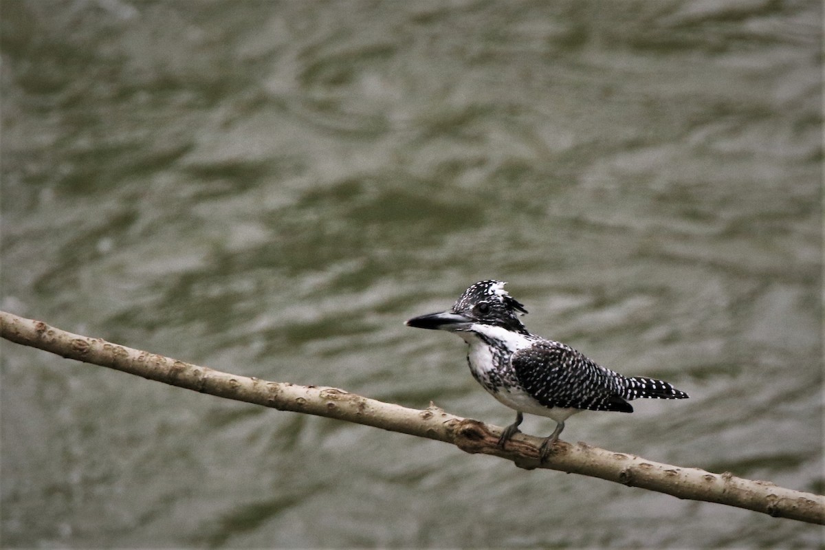Crested Kingfisher - Diptesh Ghosh Roy