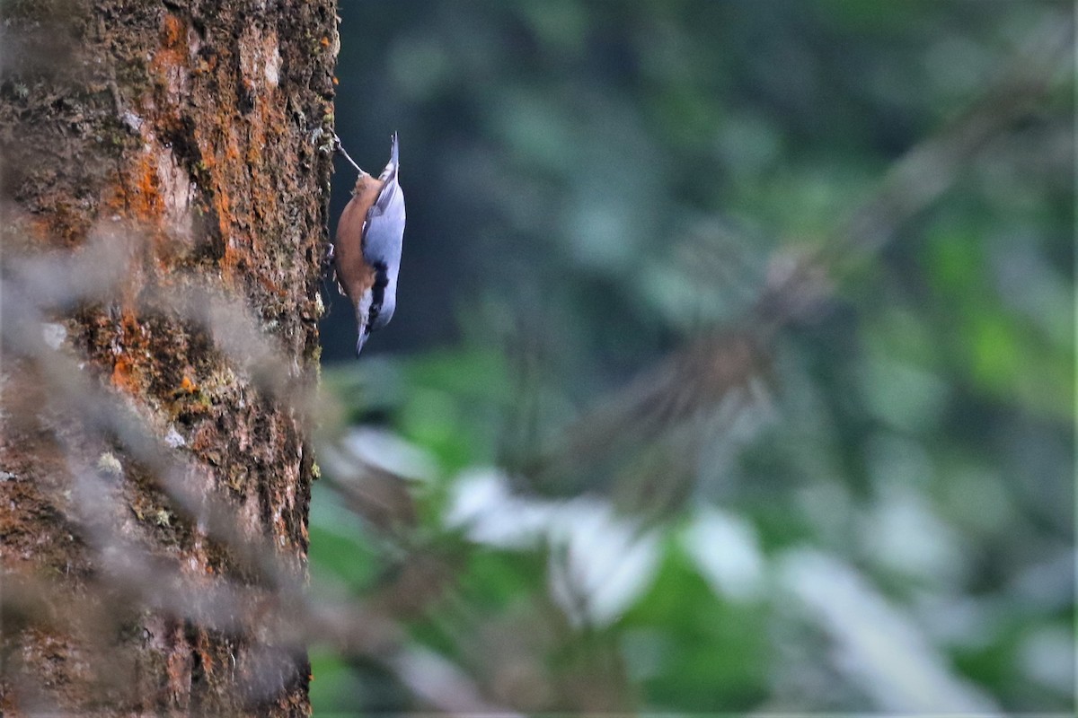 Chestnut-bellied Nuthatch - Diptesh Ghosh Roy