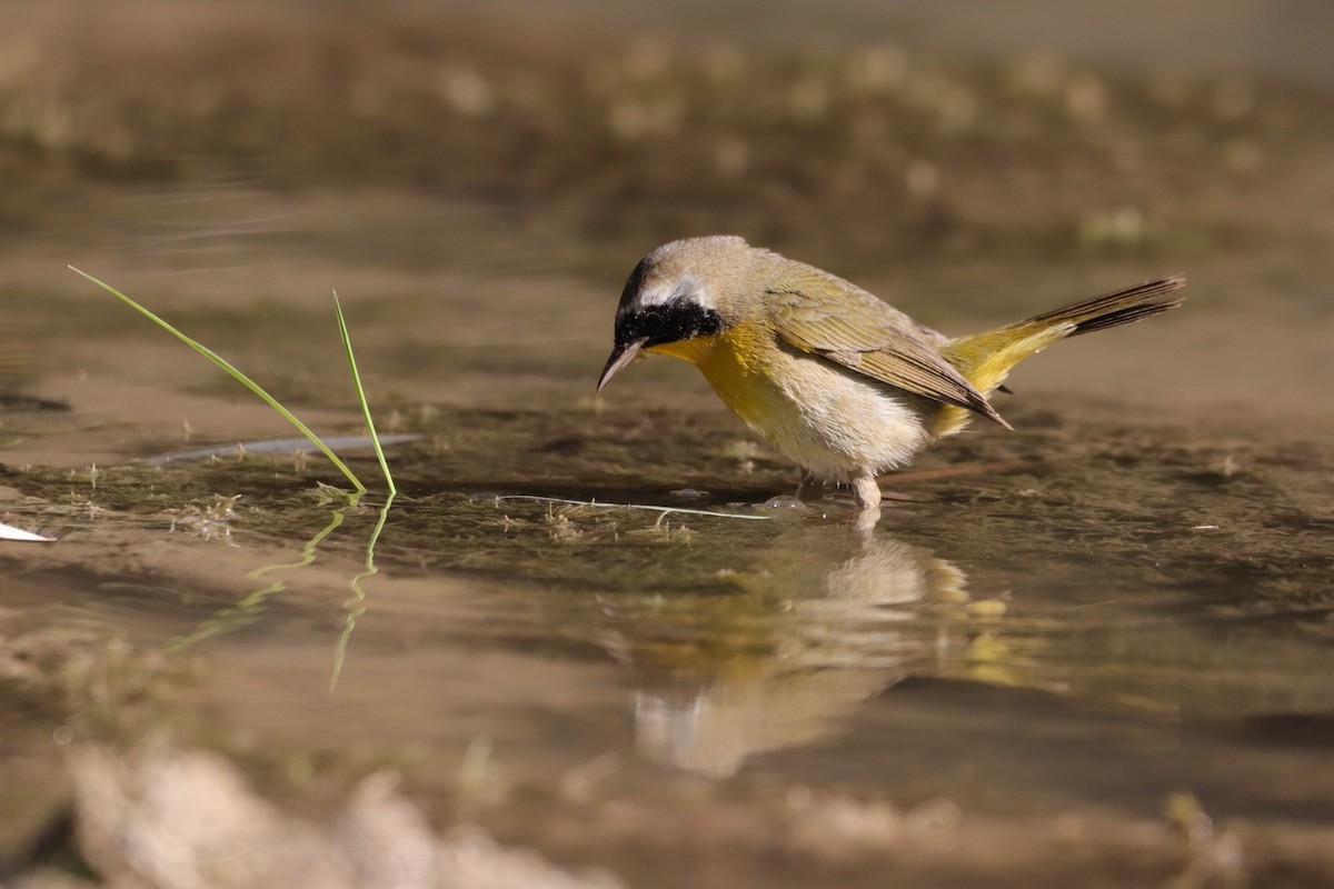 Common Yellowthroat - ML287970671
