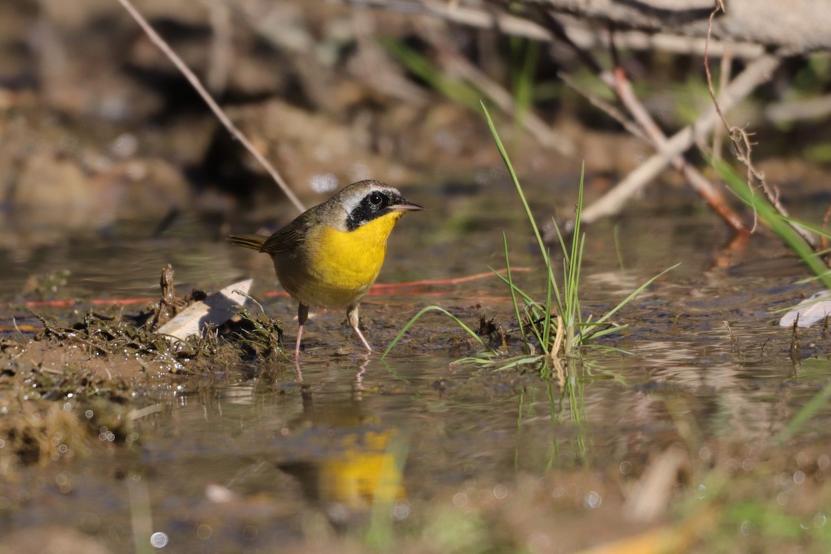 Common Yellowthroat - ML287970681