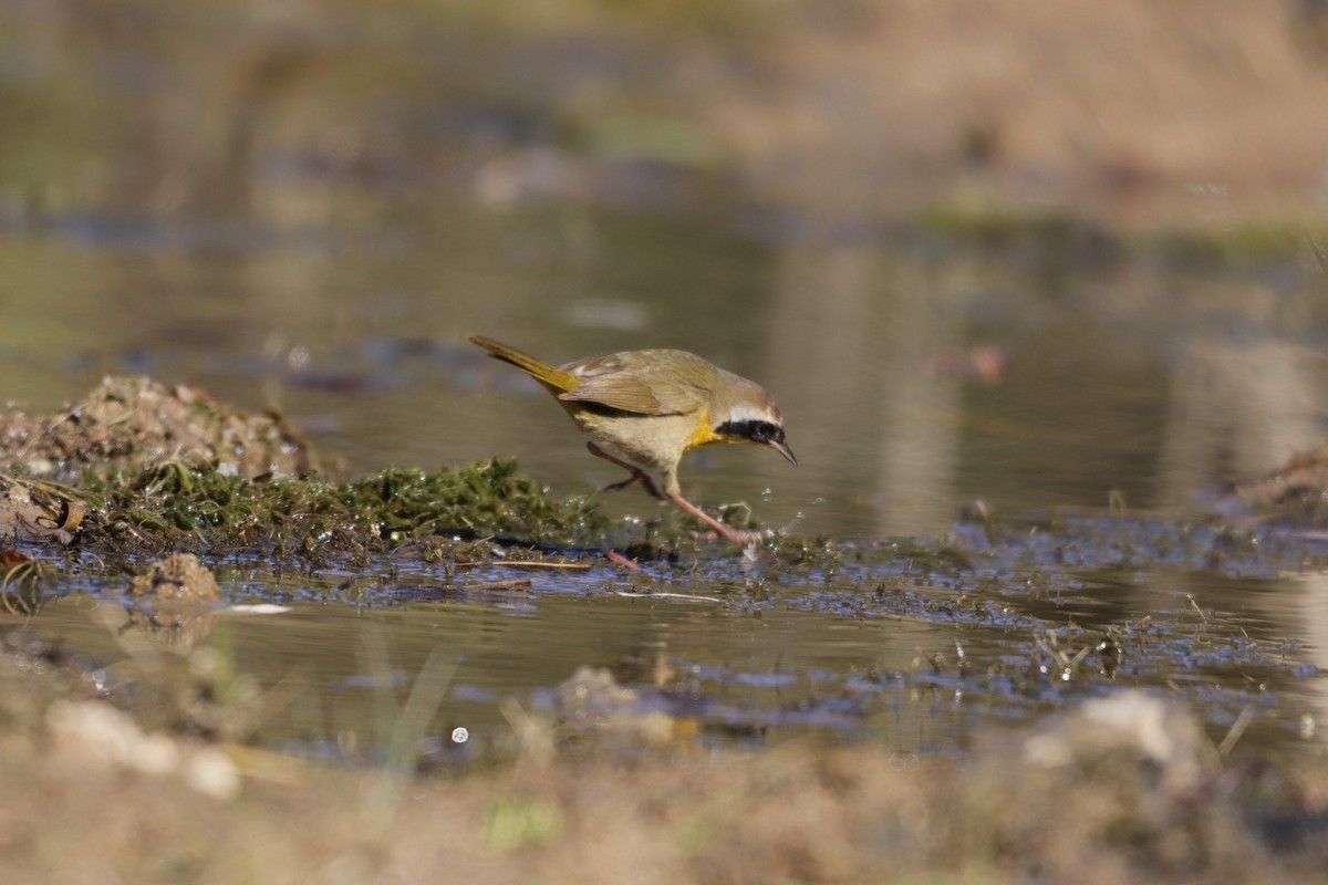 Common Yellowthroat - ML287970691