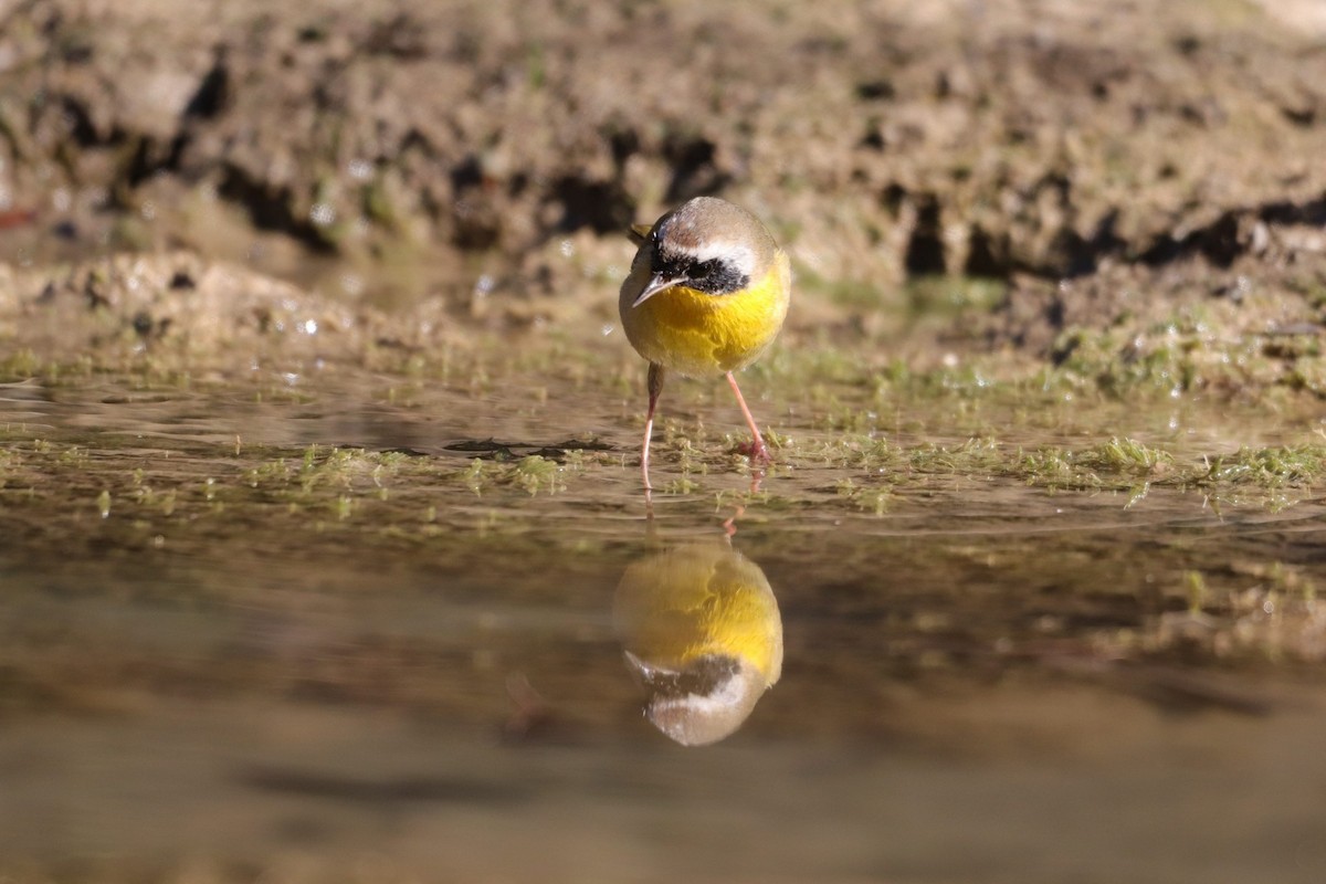 Common Yellowthroat - ML287970701