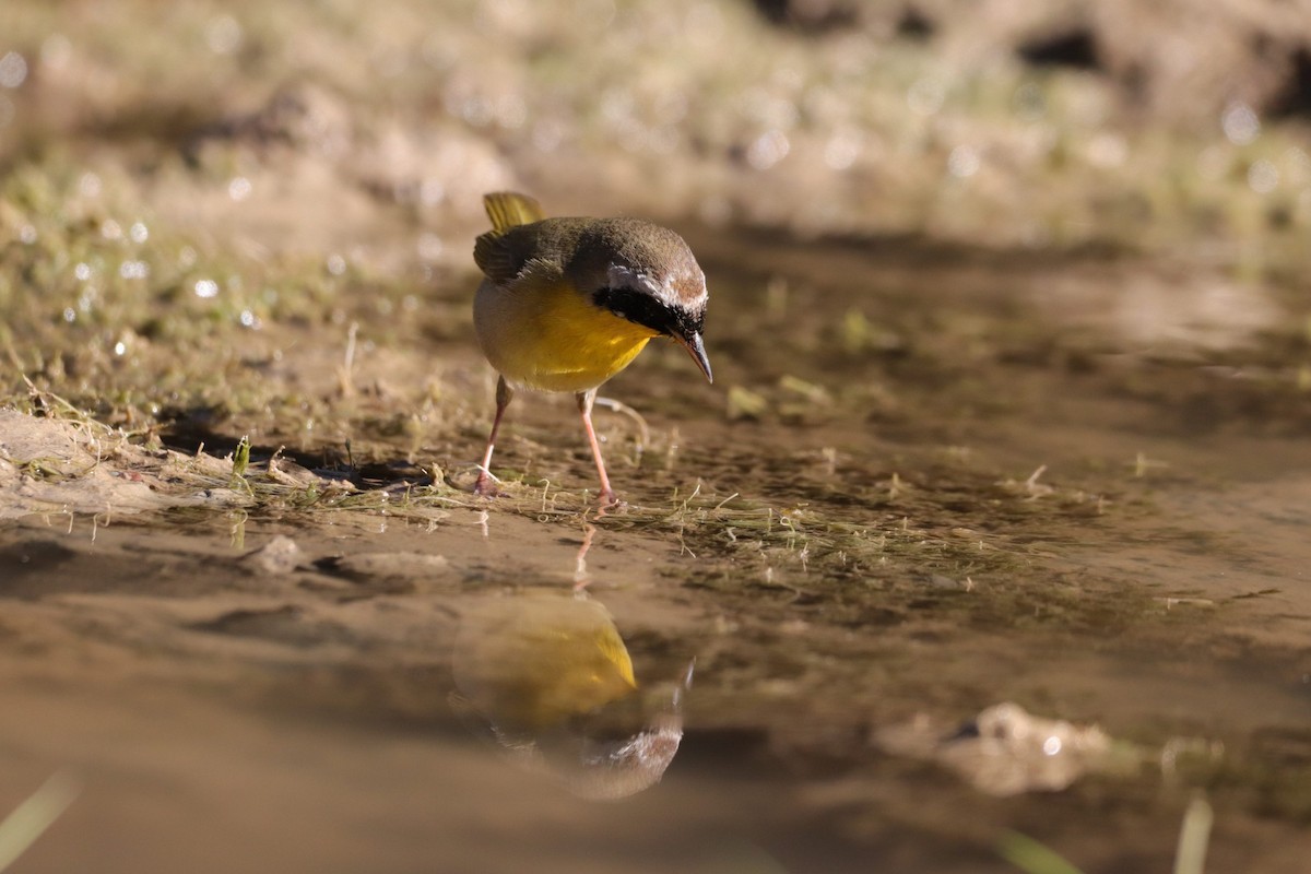 Common Yellowthroat - ML287970711