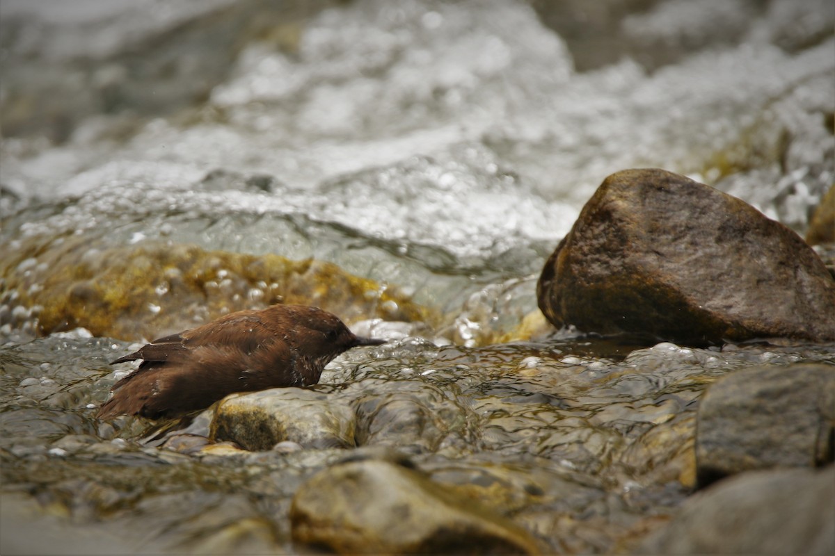 Brown Dipper - Diptesh Ghosh Roy