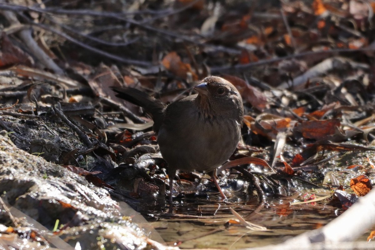 California Towhee - ML287970821