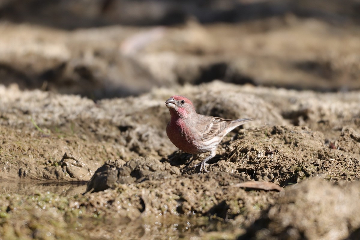 House Finch - ML287970921