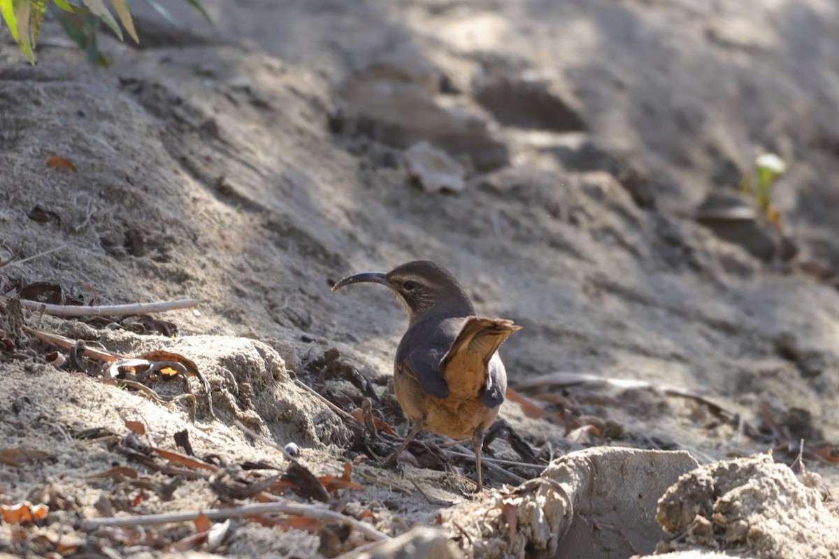 California Thrasher - ML287970991