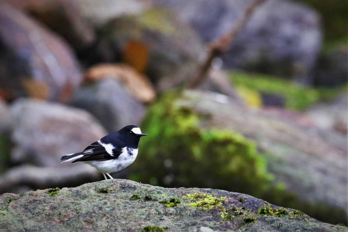 Little Forktail - ML287971001