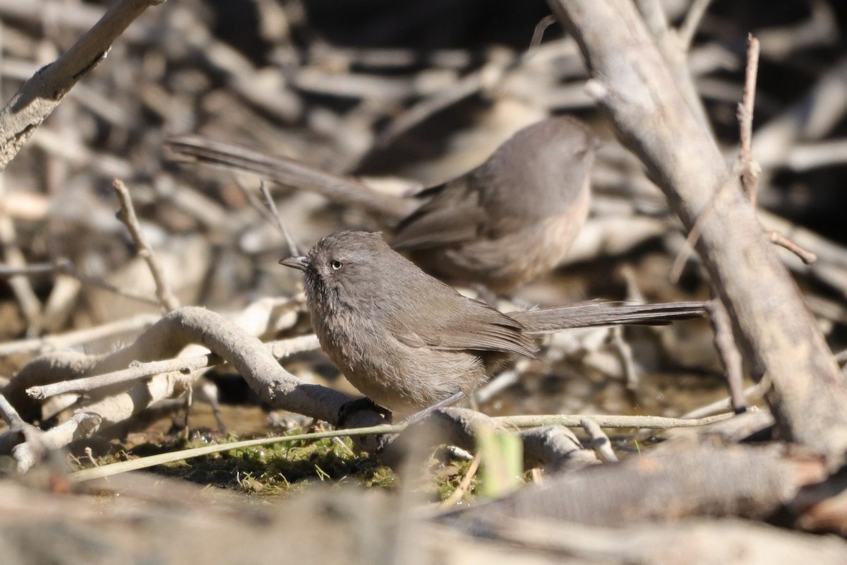 Wrentit - ML287971141
