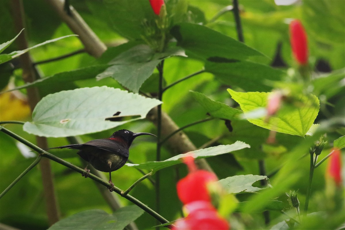 Black-throated Sunbird - Diptesh Ghosh Roy